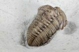 Detailed, Long Kainops Trilobite - Oklahoma #95712-4